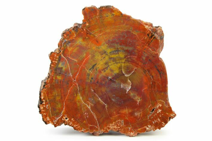 Polished Petrified Wood (Araucarioxylon) End-Cut - Arizona #336660